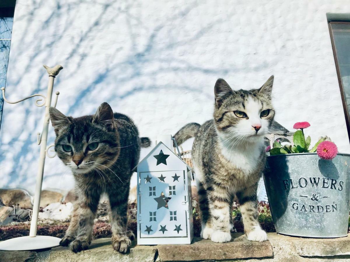 Hotel Casa Cu Suflet Sighişoara Esterno foto